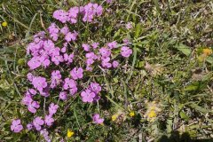 IMG_20260627_123004_HD