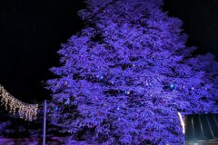 Adventmarkt Hirschstetten