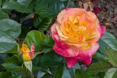 PXL_20250619_124414076_HD