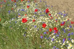 Blütenpracht in mehreren Farben