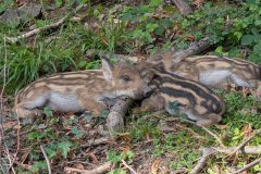 Frischlinge am Wegesrand