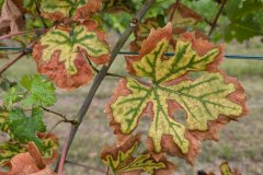 PXL_20250831_131356964_HD