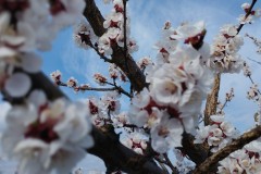 IMG_20230322_131049_HD