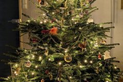 PXL_20241223_152608568.MP_HD