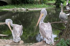 PXL_20250528_141646741a_HD