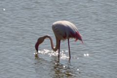 Flamingos im Salzsee