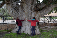 600 Jahre alter Baum